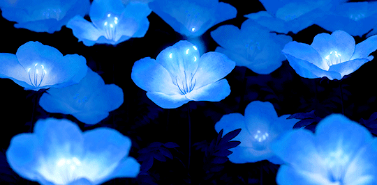 Blue Flower GIF